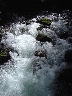 Quinault Rain Forest